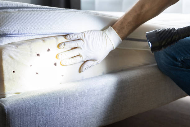 Best Insect Control  in Lockney, TX