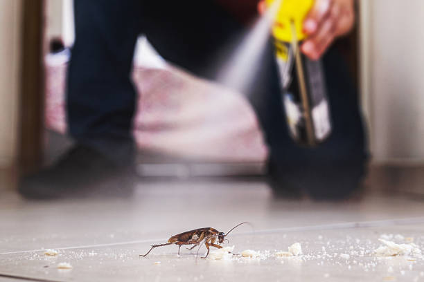 Best Termite Control Services  in Lockney, TX