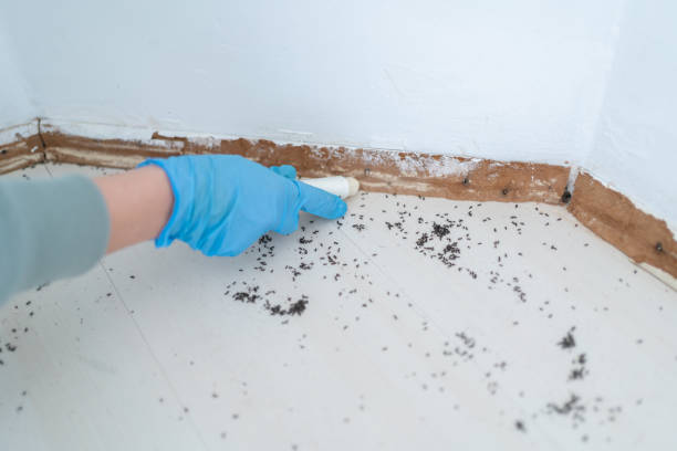 Best Affordable Pest Control Services  in Lockney, TX